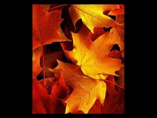 Autumn leaves