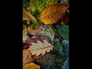 Autumn leaves