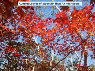 Autumn Leaves of Mountain Hwa-Ak near Seoul 
