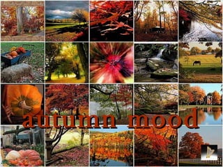 autumn moodautumn mood
 
