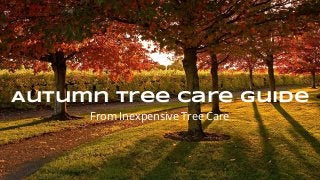 Autumn Tree Care Guide 
From Inexpensive Tree Care 
 