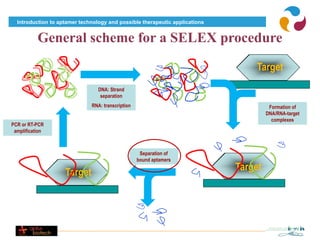 Introduction to aptamer technology and possible therapeutic applications


           General scheme for a SELEX procedure
                                                                                 Target
                                 DNA: Strand
                                  separation
                              RNA: transcription                                       Formation of
                                                                                      DNA/RNA-target
                                                                                        complexes
PCR or RT-PCR
 amplification



                                                    Separation of
                                                   bound aptamers
                                                                             Target
                    Target
 