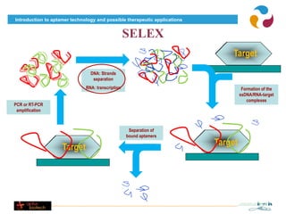 Introduction to aptamer technology and possible therapeutic applications


                                                   SELEX
                                                                               Target
                                DNA: Strands
                                 separation
                              RNA: transcription                                     Formation of the
                                                                                    ssDNA/RNA-target
                                                                                       complexes
PCR or RT-PCR
 amplification



                                                    Separation of
                                                   bound aptamers
                                                                           Target
                    Target
 
