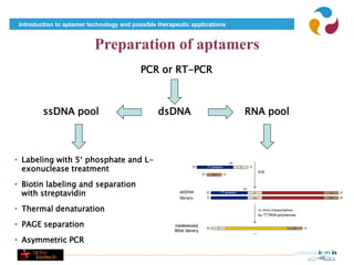 Introduction to aptamer technology and possible therapeutic applications


                           Preparation of aptamers
                                           PCR or RT-PCR



         ssDNA pool                              dsDNA                      RNA pool



• Labeling with 5‘ phosphate and L-
  exonuclease treatment
• Biotin labeling and separation
  with streptavidin
• Thermal denaturation
• PAGE separation
• Asymmetric PCR
 