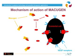 Introduction to aptamer technology and possible therapeutic applications



          Mechanism of action of MACUGEN

       Macugen
                                                VEGF


                                                                           Endotelial cell




                                                                                     VEGF receptors
 