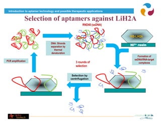 Introduction to aptamer technology and possible therapeutic applications


                Selection of aptamers against LiH2A
                                                          RND40 (ssDNA)


                                                                            HIS-LiH2A

                                 DNA: Strands
                                 separation by
                                                                            Ni2+ resin
                                    thermal
                                 denaturation
                                                                                 Formation of
                                                                               ssDNA/RNA-target
PCR amplification                                    3 rounds of                  complexes
                                                     selection


                                                  Selection by
                                                 centrifugation
 