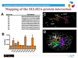 Introduction to aptamer technology and possible therapeutic applications


         Mapping of the SELH2A-protein interaction
A               PEPTIDE
                  #1
                                         SEQUENCE
                                   MATPRSAKKAVRKSGSKSAK
                                                                  C                      pept5


                  #2               SKSAKCGLIFPVGRVGGMMR
                  #3               GGMMRRGQYARRIGASGAVY
                  #4               SGAVYLAAVLEYLTAELLEL
                  #5               ELLELSVKAAAQSGKKRCRL                        pept8
                  #6               KRCRLNPRTVMLAARHDDDI
                  #7               HDDDIGTLLKNVTLSHSGVV
                  #8               HSGVVPNISKAMAKKKGGKK
                  #9               KGGKKGKATPSA
                                                                  D
B               7500                  b         b
                                                                                 pept8
                           b
    Abs 405nm




                5000
                               c

                2500                                                     pept5


                  0
                            -
                          2A

                       pe 1
                       pe 2
                       pe 3
                       pe 4
                       pe 5
                       pe 6
                       pe 7
                       pe 8
                            9
                         pt
                         pt
                         pt
                         pt
                         pt
                         pt
                         pt
                         pt
                         pt
                       H
                       pe
 