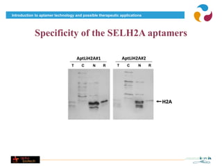 Introduction to aptamer technology and possible therapeutic applications




            Specificity of the SELH2A aptamers

                                     AptLiH2A#1               AptLiH2A#2
                                 T     C    N     R       T     C     N    R




                                                                               H2A
 