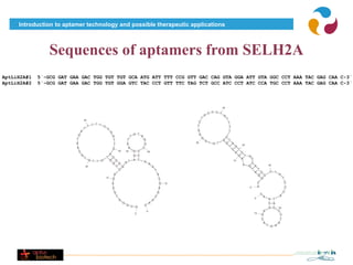 Introduction to aptamer technology and possible therapeutic applications



                 Sequences of aptamers from SELH2A
AptLiH2A#1   5´-GCG GAT GAA GAC TGG TGT TGT GCA ATG ATT TTT CCG GTT GAC CAG GTA GGA ATT GTA GGC CCT AAA TAC GAG CAA C-3´
AptLiH2A#2   5´-GCG GAT GAA GAC TGG TGT GGA GTC TAC CCT GTT TTC TAG TCT GCC ATC CCT ATC CCA TGC CCT AAA TAC GAG CAA C-3´
 