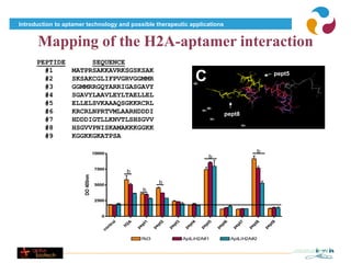 Introduction to aptamer technology and possible therapeutic applications


      Mapping of the H2A-aptamer interaction
A     PEPTIDE
        #1
                       SEQUENCE
                  MATPRSAKKAVRKSGSKSAK
        #2
        #3
                  SKSAKCGLIFPVGRVGGMMR
                  GGMMRRGQYARRIGASGAVY
                                                                                       C                                   pept5


        #4        SGAVYLAAVLEYLTAELLEL
        #5        ELLELSVKAAAQSGKKRCRL
        #6        KRCRLNPRTVMLAARHDDDI                                                            pept8
        #7        HDDDIGTLLKNVTLSHSGVV
        #8        HSGVVPNISKAMAKKKGGKK
        #9        KGGKKGKATPSA

               B                  10000
                                                                                           b
                                                                                                                   b


                                  7500
                                                   b
                       DO 405nm




                                  5000
                                                                  b
                                                          b

                                  2500



                                     0
                                           l

                                               2A



                                                           1


                                                                   2


                                                                           3


                                                                                   4


                                                                                           5


                                                                                                   6


                                                                                                           7


                                                                                                                   8


                                                                                                                           9
                                         ro




                                                         pt


                                                                 pt


                                                                         pt


                                                                                 pt


                                                                                         pt


                                                                                                 pt


                                                                                                         pt


                                                                                                                 pt


                                                                                                                         pt
                                       nt


                                               H


                                                       pe


                                                               pe


                                                                       pe


                                                                               pe


                                                                                       pe


                                                                                               pe


                                                                                                       pe


                                                                                                               pe


                                                                                                                       pe
                                     co




                                                         Rd3                   AptLiH2A#1              AptLiH2A#2
 