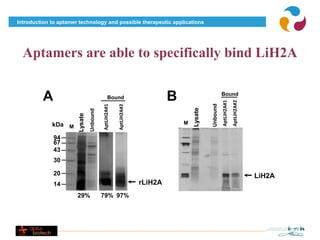 Introduction to aptamer technology and possible therapeutic applications




  Aptamers are able to specifically bind LiH2A


         A                                      Bound                        B                          Bound




                                                                                                        AptLiH2A#1
                                                                                                                     AptLiH2A#2
                                                                                              Unbound
                                          AptLiH2A#1

                                                       AptLiH2A#2




                                                                                     Lysate
                                Unbound
                       Lysate




             kDa M                                                               M

              94
              67
              43
              30

              20                                                                                                                  LiH2A
              14                                                    rLiH2A
                       29%                79% 97%
 