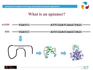 Introduction to aptamer technology and possible therapeutic applications




                                What is an aptamer?

ssDNA               TGATCC                                    ATTCGGATCAAGCTAGC

 RNA                UGAUCC                                    AUUCGGAUCAAGCUAGC



              ATTCGGATCAAGCTAGC
                   CCTAGT
 