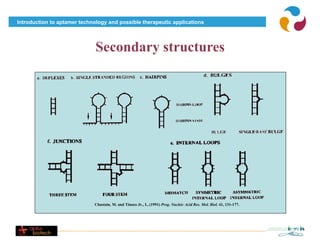 Introduction to aptamer technology and possible therapeutic applications




                              Secondary structures




                             Chastain, M. and Tinoco Jr., I., (1991) Prog. Nucleic Acid Res. Mol. Biol. 41, 131-177.
 