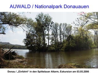 AUWALD / Nationalpark Donauauen Donau / „Einfahrt“ in den Spittelauer Altarm, Exkursion am 03.05.2006 