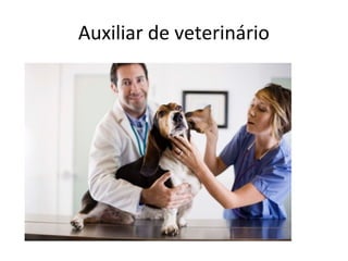 Auxiliar de veterinário
 