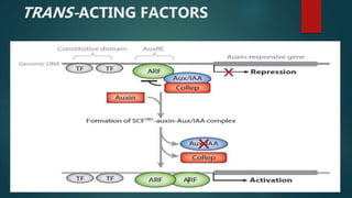 TRANS-ACTING FACTORS
 