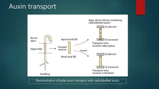 Auxin transport
Demonstration of polar auxin transport with radiolabelled auxin.
 