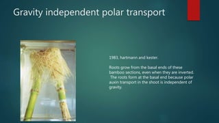 Gravity independent polar transport
1983, hartmann and kester.
Roots grow from the basal ends of these
bamboo sections, even when they are inverted.
The roots form at the basal end because polar
auxin transport in the shoot is independent of
gravity.
 
