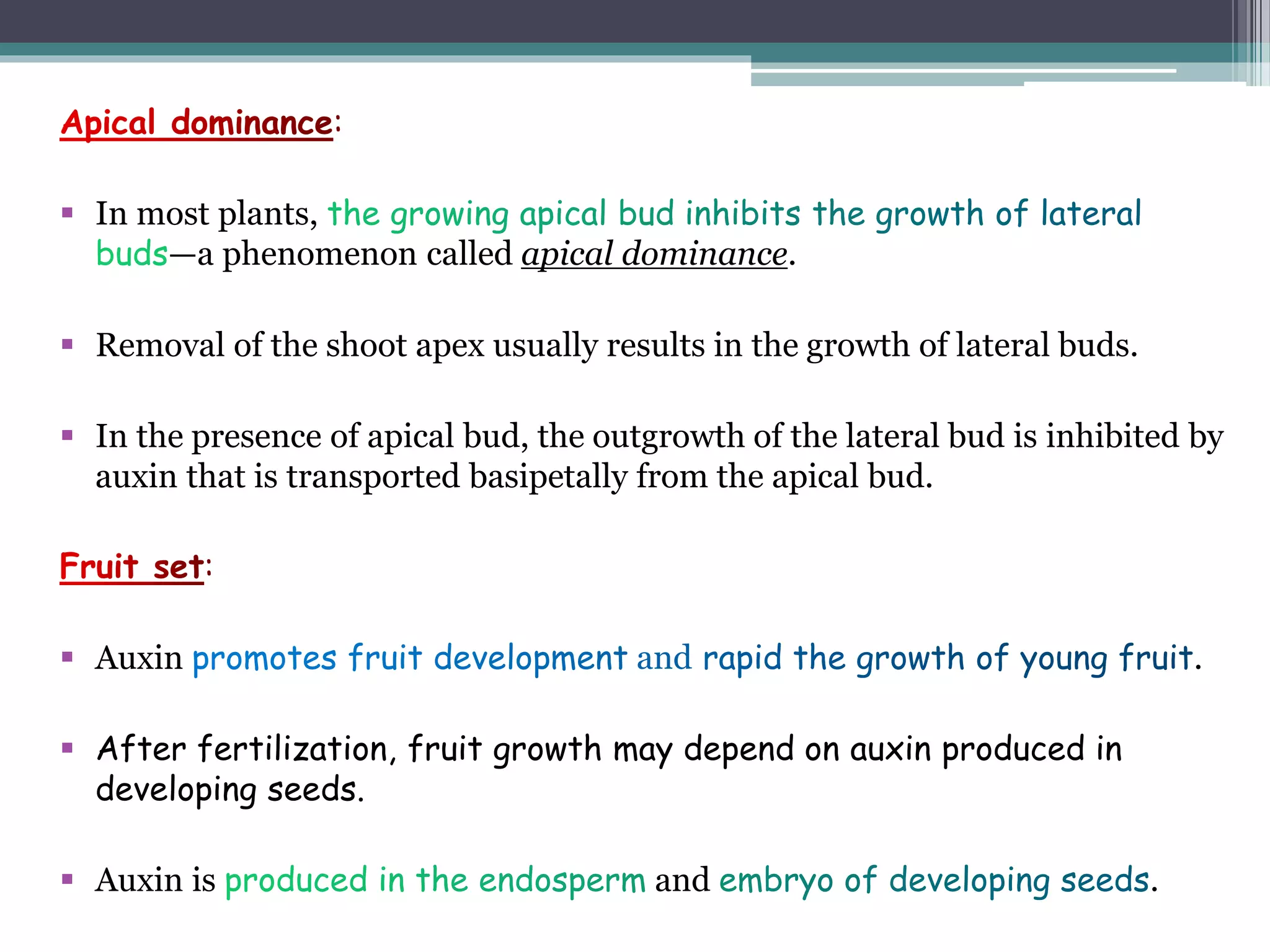  In most plants,
—a phenomenon called apical dominance.
 Removal of the shoot apex usually results in the growth of lateral buds.
 In the presence of apical bud, the outgrowth of the lateral bud is inhibited by
auxin that is transported basipetally from the apical bud.
 Auxin .
 After fertilization, fruit growth may depend on auxin produced in
developing seeds.
 Auxin is and .
 