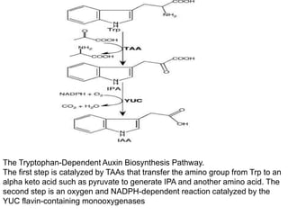 Auxin | PPT