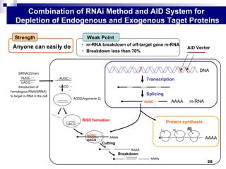 Auxin proteo controller | PPT