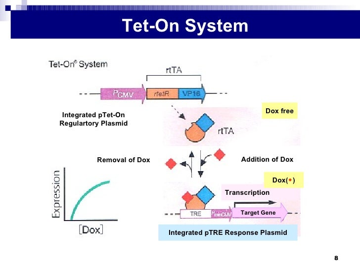 dna transcription and translation