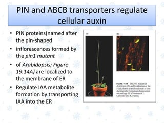Comprehensive Overview of Auxin: The First Discovered Plant Growth ...