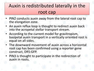 Comprehensive Overview of Auxin: The First Discovered Plant Growth ...