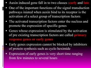  Auxin induced gene fall in to two classes :early and late
 One of the important functions of the signal transduction
pathways iniated when auxin bind to its receptor is the
activation of a select group of transcription factors
 The activated transcription factors enter the nucleus and
promote the expression of specific genes
 Genes whose expression is stimulated by the activation
of pre existing transcription factors are called primary
response genes or early genes
 Early genes expression cannot be blocked by inhibitors
of protein synthesis such as cyclo heximide
 Expression of early genes is very short time ranging
from few minutes to several hours
 