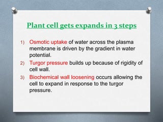 Plant cell gets expands in 3 steps
1) Osmotic uptake of water across the plasma
membrane is driven by the gradient in water
potential.
2) Turgor pressure builds up because of rigidity of
cell wall.
3) Biochemical wall loosening occurs allowing the
cell to expand in response to the turgor
pressure.
 