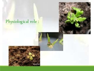role of growth hormones - Auxins in floriculture | PPTX