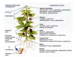 role of growth hormones - Auxins in floriculture | PPTX