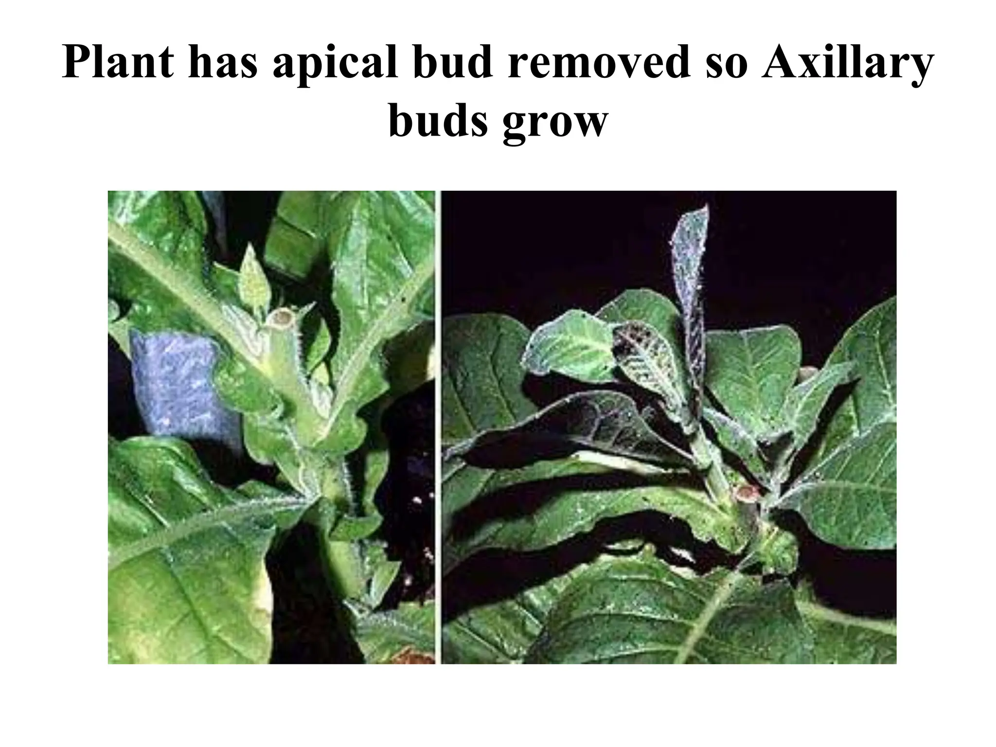 Auxin Plant Growth Regulaors in Horticulture | PPTX