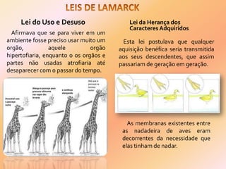 Lei do Uso e Desuso
Afirmava que se para viver em um
ambiente fosse preciso usar muito um
orgão, aquele orgão
hipertofiaria, enquanto o os orgãos e
partes não usadas atrofiaria até
desaparecer com o passar do tempo.
Lei da Herança dos
Caracteres Adquiridos
Esta lei postulava que qualquer
aquisição benéfica seria transmitida
aos seus descendentes, que assim
passariam de geração em geração.
As membranas existentes entre
as nadadeira de aves eram
decorrentes da necessidade que
elas tinham de nadar.
 