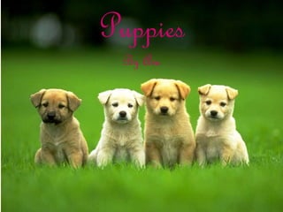 Puppies
By Ava
 