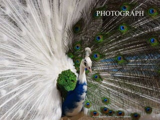 PHOTOGRAPH
mgucte vaikom 27
diputr@gmail.com
 