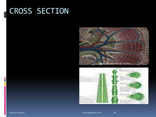 CROSS SECTION
mgucte vaikom 56
diputr@gmail.com
 