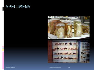 SPECIMENS
mgucte vaikom 59
diputr@gmail.com
 