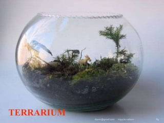 TERRARIUM
mgucte vaikom 89
diputr@gmail.com
 