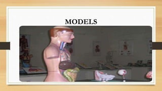 MODELS
 