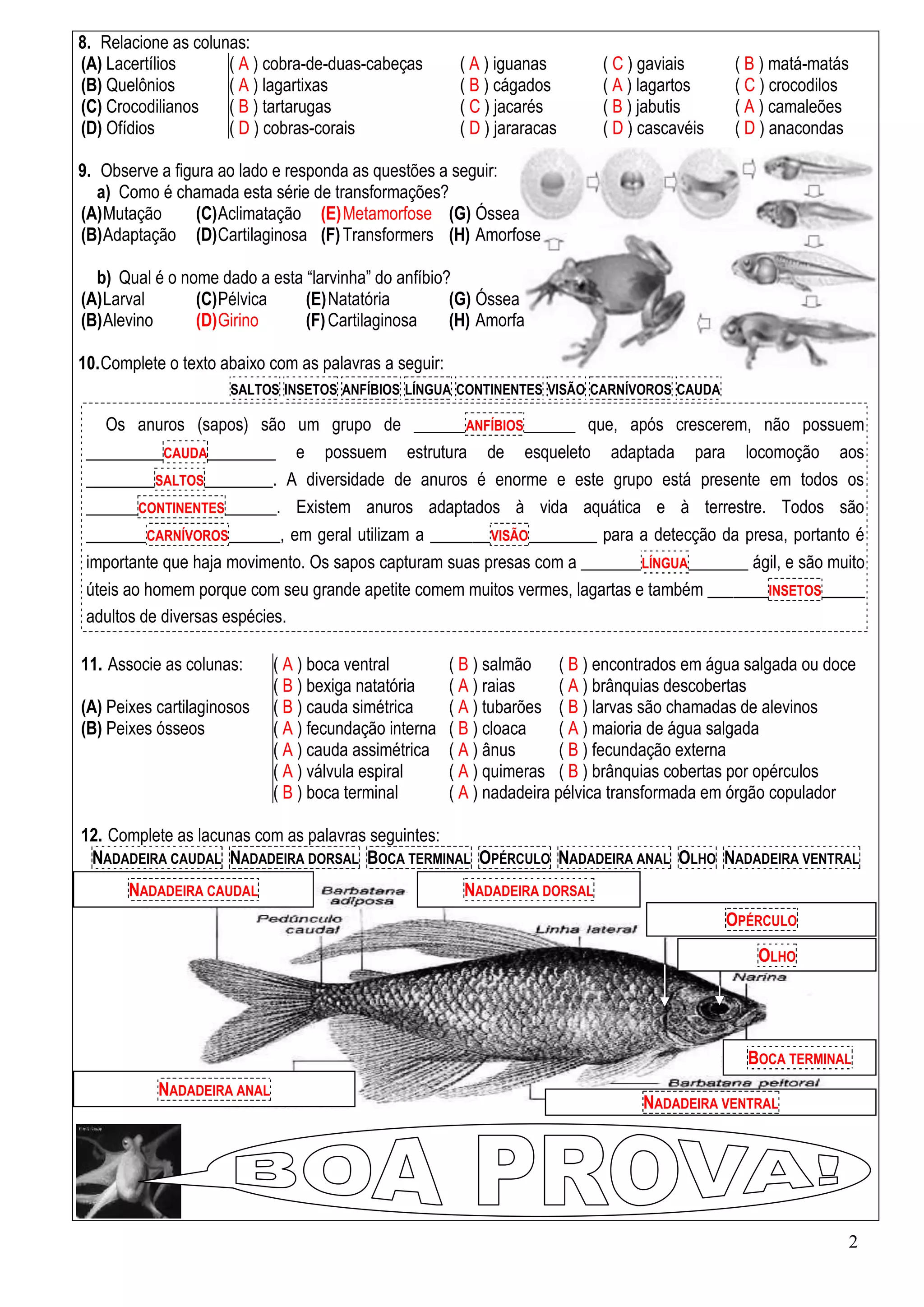 Aval 7 ano(vertebrados)-dif2-gabarito | PDF