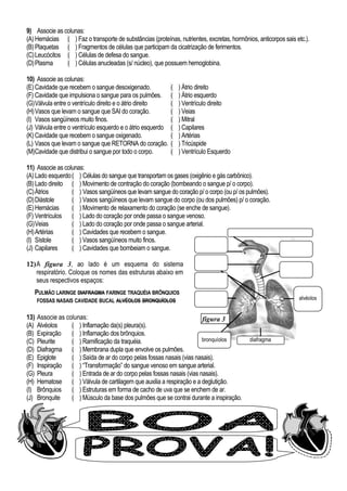 9) Associe as colunas:
(A)Hemácias
(B)Plaquetas
(C)Leucócitos
(D)Plasma
( ) Faz o transporte de substâncias (proteínas, nutrientes, excretas, hormônios, anticorpos sais etc.).
( ) Fragmentos de células que participam da cicatrização de ferimentos.
( ) Células de defesa do sangue.
( ) Células anucleadas (s/ núcleo), que possuem hemoglobina.
10) Associe as colunas:
(E)Cavidade que recebem o sangue desoxigenado.
(F) Cavidade que impulsiona o sangue para os pulmões.
(G)Válvula entre o ventrículo direito e o átrio direito
(H)Vasos que levam o sangue que SAI do coração.
(I) Vasos sangüíneos muito finos.
(J) Válvula entre o ventrículo esquerdo e o átrio esquerdo
(K)Cavidade que recebem o sangue oxigenado.
(L) Vasos que levam o sangue que RETORNA do coração.
(M)Cavidade que distribui o sangue por todo o corpo.
( ) Átrio direito
( ) Átrio esquerdo
( ) Ventrículo direito
( ) Veias
( ) Mitral
( ) Capilares
( ) Artérias
( ) Tricúspide
( ) Ventrículo Esquerdo
11) Associe as colunas:
(A)Lado esquerdo
(B)Lado direito
(C)Átrios
(D)Diástole
(E)Hemácias
(F) Ventrículos
(G)Veias
(H)Artérias
(I) Sístole
(J) Capilares
( ) Células do sangue que transportam os gases (oxigênio e gás carbônico).
( ) Movimento de contração do coração (bombeando o sangue p/ o corpo).
( ) Vasos sangüíneos que levam sangue do coração p/ o corpo (ou p/ os pulmões).
( ) Vasos sangüíneos que levam sangue do corpo (ou dos pulmões) p/ o coração.
( ) Movimento de relaxamento do coração (se enche de sangue).
( ) Lado do coração por onde passa o sangue venoso.
( ) Lado do coração por onde passa o sangue arterial.
( ) Cavidades que recebem o sangue.
( ) Vasos sangüíneos muito finos.
( ) Cavidades que bombeiam o sangue.
12)A figura 3, ao lado é um esquema do sistema
respiratório. Coloque os nomes das estruturas abaixo em
seus respectivos espaços:
PULMÃO LARINGE DIAFRAGMA FARINGE TRAQUÉIA BRÔNQUIOS
FOSSAS NASAIS CAVIDADE BUCAL ALVÉOLOS BRONQUÍOLOS
13) Associe as colunas:
(A) Alvéolos
(B) Expiração
(C) Pleurite
(D) Diafragma
(E) Epiglote
(F) Inspiração
(G) Pleura
(H) Hematose
(I) Brônquios
(J) Bronquite
( ) Inflamação da(s) pleura(s).
( ) Inflamação dos brônquios.
( ) Ramificação da traquéia.
( ) Membrana dupla que envolve os pulmões.
( ) Saída de ar do corpo pelas fossas nasais (vias nasais).
( ) “Transformação” do sangue venoso em sangue arterial.
( ) Entrada de ar do corpo pelas fossas nasais (vias nasais).
( ) Válvula de cartilagem que auxilia a respiração e a deglutição.
( ) Estruturas em forma de cacho de uva que se enchem de ar.
( ) Músculo da base dos pulmões que se contrai durante a inspiração.
alvéolos
diafragmabronquíolos
figura 3
 