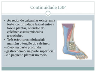 Continuidade LSP
• Ao redor do calcanhar existe uma
forte continuidade fascial entre a
fáscia plantar, o tendão do
calcâneo e seus músculos
associados.
• Três estruturas miofasciais
mantêm o tendão do calcâneo:
- sóleo, na parte profunda.
- gastrocnêmio, na parte superficial.
- e o pequeno plantar no meio.
 
