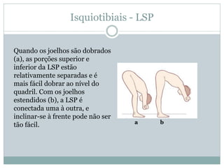Isquiotibiais - LSP
Quando os joelhos são dobrados
(a), as porções superior e
inferior da LSP estão
relativamente separadas e é
mais fácil dobrar ao nível do
quadril. Com os joelhos
estendidos (b), a LSP é
conectada uma à outra, e
inclinar-se à frente pode não ser
tão fácil. a b
 
