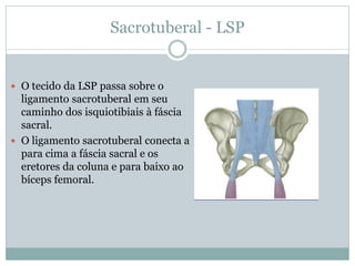 Sacrotuberal - LSP
 O tecido da LSP passa sobre o
ligamento sacrotuberal em seu
caminho dos isquiotibiais à fáscia
sacral.
 O ligamento sacrotuberal conecta a
para cima a fáscia sacral e os
eretores da coluna e para baixo ao
bíceps femoral.
 