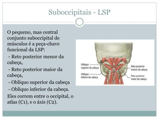 Suboccipitais - LSP
O pequeno, mas central
conjunto suboccipital de
músculos é a peça-chave
funcional da LSP:
- Reto posterior menor da
cabeça,
- Reto posterior maior da
cabeça,
- Oblíquo superior da cabeça
- Oblíquo inferior da cabeça.
Eles correm entre o occipital, o
atlas (C1), e o áxis (C2).
 
