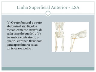 Linha Superficial Anterior - LSA
(a) O reto femoral e o reto
abdominal são ligados
mecanicamente através de
cada osso do quadril . (b)
Se ambos contraírem, o
quadril e tronco flexionam
para aproximar a caixa
torácica e o joelho .
 