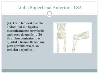 Linha Superficial Anterior - LSA
(a) O reto femoral e o reto
abdominal são ligados
mecanicamente através de
cada osso do q...