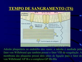 TEMPO DE SANGRAMENTO (TS)
Adesão plaquetária ao endotélio dos vasos: a adesão é mediada pela
fator von Willebrand que também possui o fator VIII da coagulação. A
membrana das plaquetas possui dois sítios de ligação para o fator de
von Willebrand: GP Ib e o complexo GP IIb-IIIa
 
