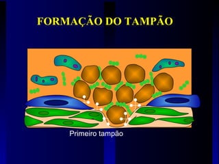 Primeiro tampão
FORMAÇÃO DO TAMPÃO
 
